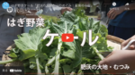 萩野菜ケール